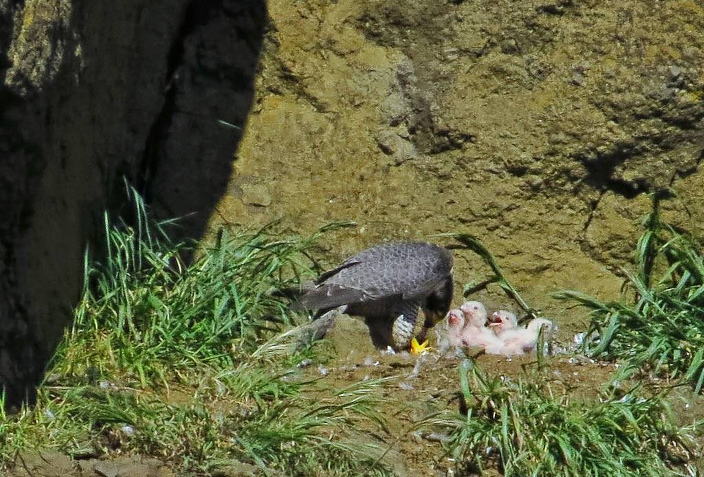 Peregrine Falcon Chicks at Yaquina Head Outstanding Natural Area by BLM Oregon & Washington is licensed under CC BY 2.0.